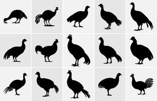 Guinea ave pájaro silueta, vector silueta de Guinea aves en diferente posiciones.