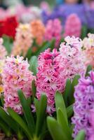 AI Generated Rows of pink, purple, and blue hyacinths in lush garden photo