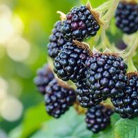 AI Generated Ripe blackberries hanging, ready for harvest, organic farming, closeup photo