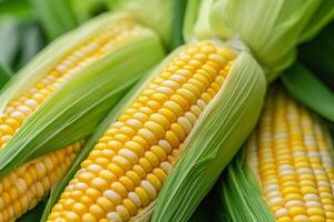 AI Generated Fresh harvested corn. Textures and kernels of corn on cob photo