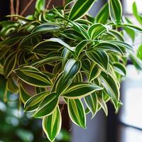AI Generated Lush spider plant hanging indoors, cluster of chlorophytum comosum photo