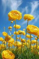 AI Generated Colorful ranunculus flowers blooming under clear blue sky photo