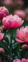 AI Generated Peonies on soft, dreamy background copy space. Spring or summer banner photo