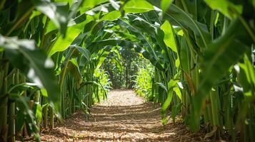 AI Generated Path entrance leading into a lush green corn maze photo