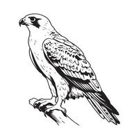 Falcon Standing on the Branch Vector