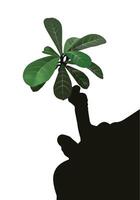 Adenium tree green leaves silhouette trunk with isolated on white background. vector