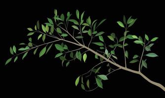 Banyan tree vector green color leaves with isolated on dark background.