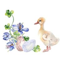 Easter eggs, gosling and clover. Easter illustration with crocus, shamrock and bird isolated on white background. Watercolor duckling and flowers hand drawn for design greeting card, decoration vector