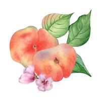 Chines fig peaches and flower with leaves watercolor illustration isolated on white. Ripe fruits painted. Flat peach hand drawn. Design element for package, label, kitchen, skin care cosmetic, juice vector