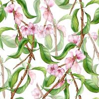 Watercolor branch of peach tree with pink flowers seamless pattern isolated on white. Blossom fruit tree branch hand drawn. Design element for packaging, cosmetic, backdrop, wallpaper, textile. vector