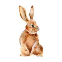 Easter hare watercolor illustration isolated on white background. Red bunny hand drawn. Painted wild animal with long ears. One hare. Element for design Easter card. Cute vintage bunny. vector