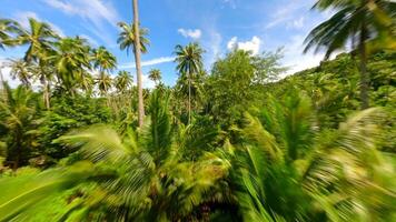 Cinematic FPV flight among palm trees on tropical island on sunny day, Thailand video