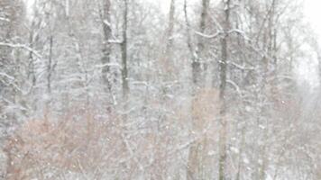 snowfall on blurry winter forest background at cloudy day video