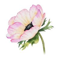 Anemone rose flower. Isolated hand drawn watercolor illustration. Summer floral design for wedding invitations, cards, textiles, packaging of goods. wrapping paper vector