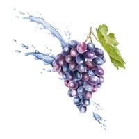 A bunch of red grapes, leaf and splashes water, drops. Grapevine. Isolated watercolor illustration For the design of labels of wine, grape juice and cosmetics, cards vector