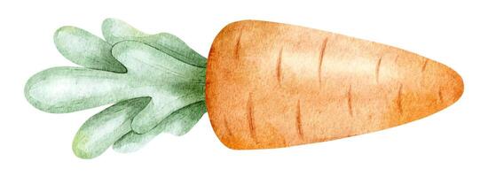Fresh baby carrot with leaves. Isolated hand drawn watercolor illustration on baby style. Organic healthy vegetarian food for menu, fabric, textiles and scrapbooking. vector