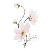 Bouquet of pink and white Cosmea flowers. Cosmos bipinnatus. Isolated hand drawn watercolor illustration of Mexican aster. Summer floral design for wedding invitations, cards, textiles, wrapping paper vector