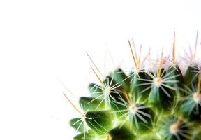 Mammillaria cactus aislado en blanco antecedentes foto