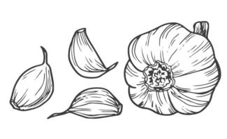 Garlic doodle sketch set in vector