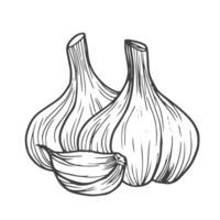 Garlic outline vector illustration. Farm market product, isolated vegetable, doodle garlic sketch.