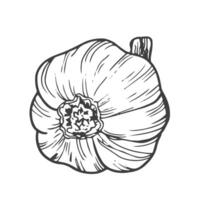 Garlic outline vector illustration. Farm market product, isolated vegetable, doodle garlic sketch.