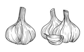 Garlic doodle sketch set in vector