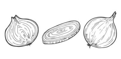 Hand Drawn Onion, half an onion, and onion rings. Black and white. Vector illustration isolated on a white background.