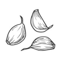 Clove of garlic vector icon. Outline vector icon isolated on white background clove of garlic .