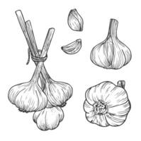 Garlic doodle sketch set in vector