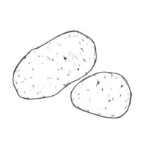 Vector hand drawn potato outline doodle icon.