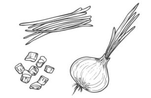 Set of isolated sketchy style onion Monochrome hand drawn vector illustration