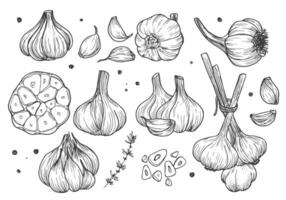 Garlic hand drawn vector illustration set. Isolated garlic, cloves, rosemary and black pepper. Doodle garlic sketch