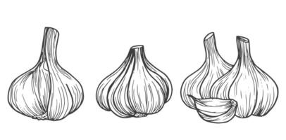 Garlic sketch. chopped garlic. Vector sketch isolated background.