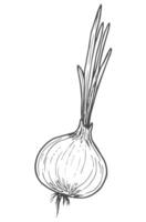 Hand Drawn Onion. Doodle Vector Sketch Illustration