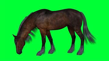caballo en un verde pantalla foto
