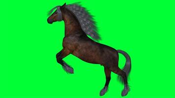 Horse on a green screen photo