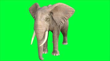 elephant on the green screen photo