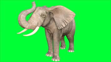 elephant on the green screen photo