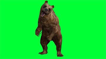 brown bear on green screen photo