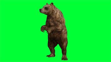 brown bear on green screen photo