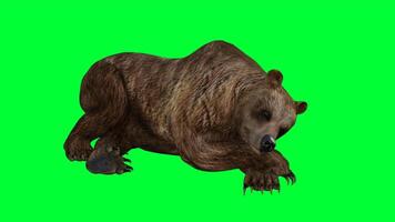 brown bear on green screen photo