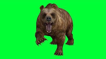 brown bear on green screen photo