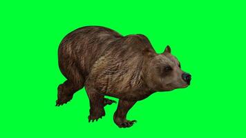 marrón oso en verde pantalla foto