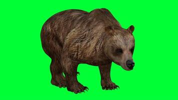 brown bear on green screen photo
