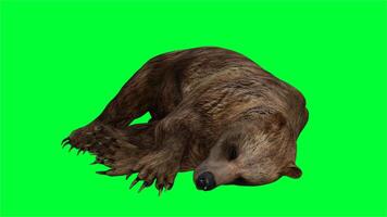 brown bear on green screen photo