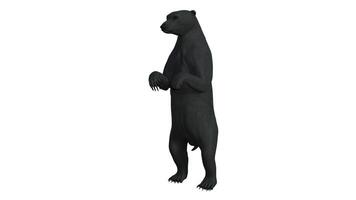 Black bear on white background photo