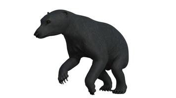 Black bear on white background photo