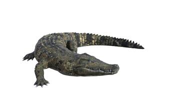 3d rendering of a crocodile on a white background photo