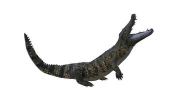 3d rendering of a crocodile on a white background photo