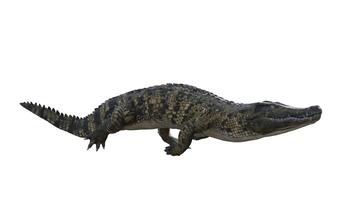 3d rendering of a crocodile on a white background photo